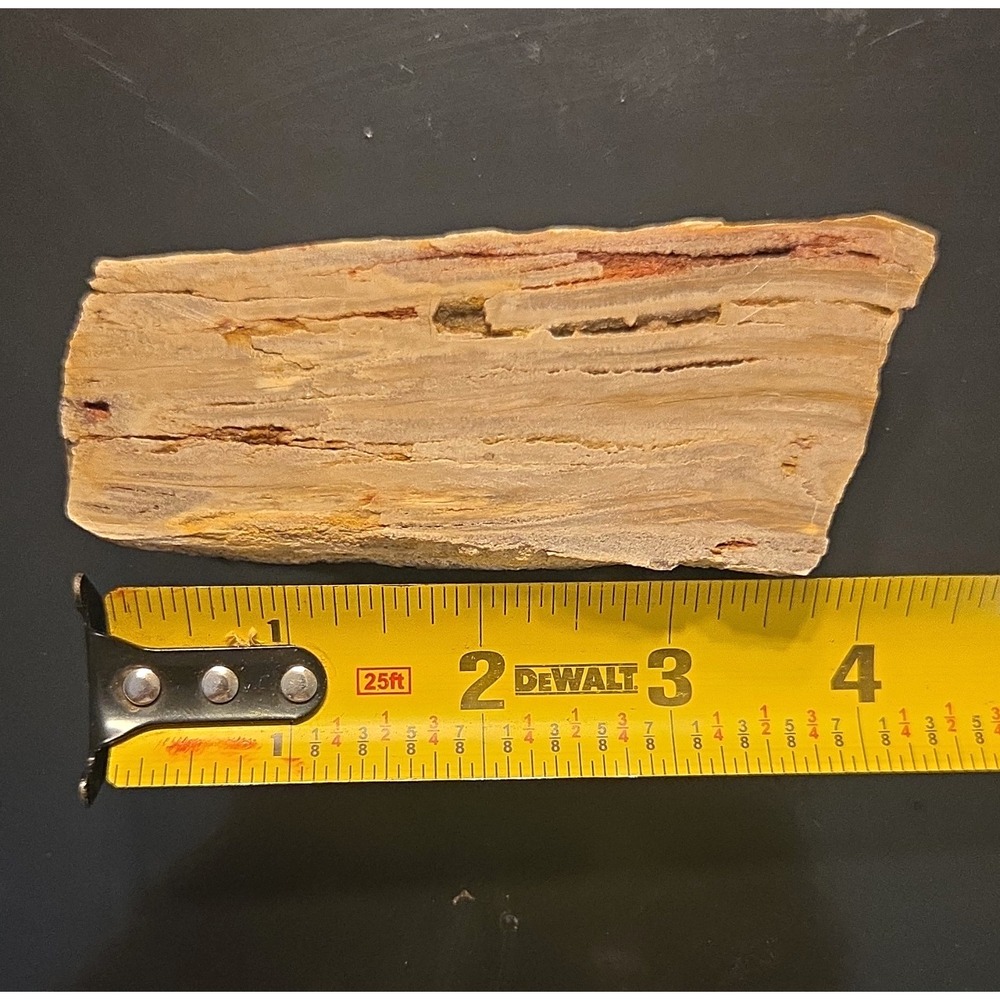 Petrified Wood Fossil Polished Specimen Approx 4 in 216g